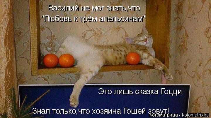 Василий не мог знать,что "Любовь к трём апельсинам" Это лишь сказка Гоцци- Знал только,что хозяина Го... Котоматрица: Василий не мог знать,что "Любовь к трём апельсинам" Это лишь сказка Гоцци- Знал только,что хозяина Гошей зовут!
