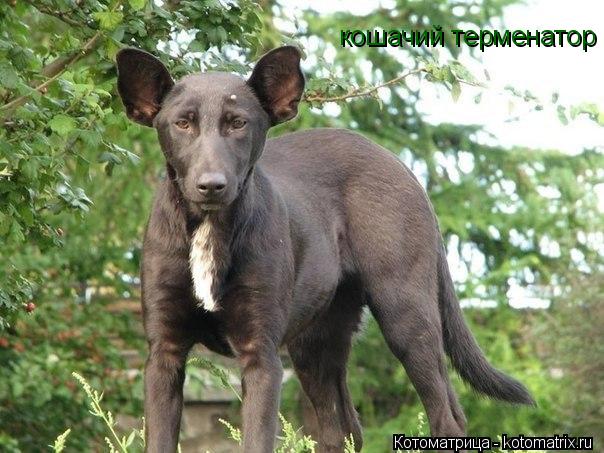 кошачий терменатор... Котоматрица: кошачий терменатор