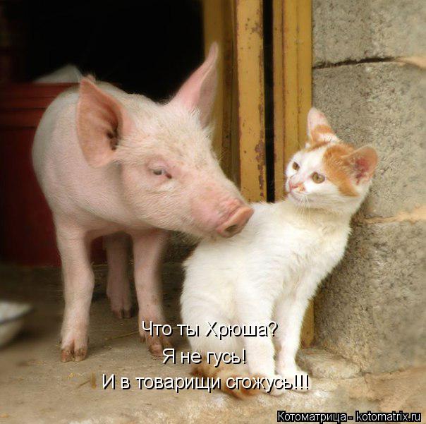 Что ты Хрюша? Я не гусь! И в товарищи сгожусь!!!... Котоматрица: Что ты Хрюша? Я не гусь! И в товарищи сгожусь!!!