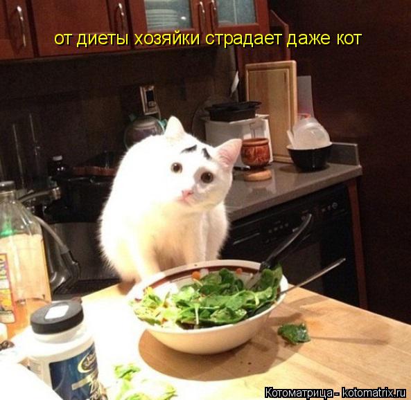 от диеты хозяйки страдает даже кот... Котоматрица: от диеты хозяйки страдает даже кот