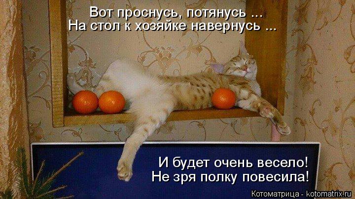 Вот проснусь, потянусь ... На стол к хозяйке навернусь ... И будет очень весело! Не зря полку повесил... Котоматрица: Вот проснусь, потянусь ... На стол к хозяйке навернусь ... И будет очень весело! Не зря полку повесила!