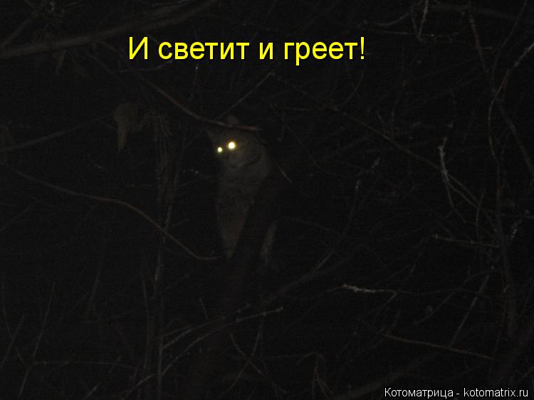 И светит и греет!... Котоматрица: И светит и греет!