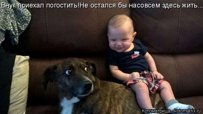 Внук приехал погостить!Не остался бы насовсем здесь жить...... Котоматрица: Внук приехал погостить!Не остался бы насовсем здесь жить...