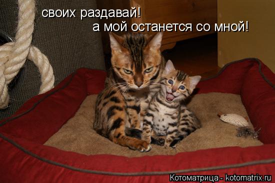 своих раздавай! а мой останется со мной!... Котоматрица: своих раздавай! а мой останется со мной!