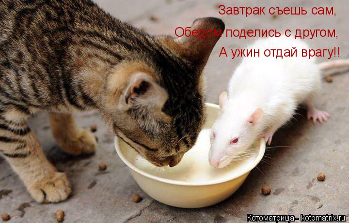 Завтрак съешь сам, Завтрак съешь сам, Обедом поделись с другом, А ужин отдай врагу!!... Котоматрица: Завтрак съешь сам, Завтрак съешь сам, Обедом поделись с другом, А ужин отдай врагу!!