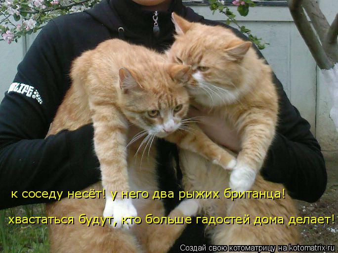 к соседу несёт! у него два рыжих британца! хвастаться будут, кто больше гадостей дома делает!... Котоматрица: к соседу несёт! у него два рыжих британца! хвастаться будут, кто больше гадостей дома делает!