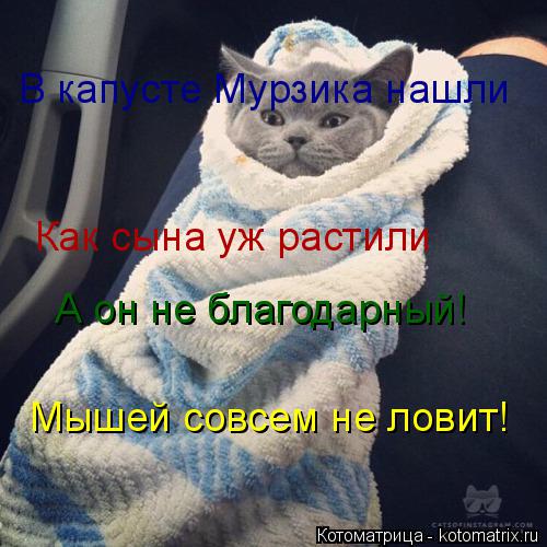 В капусте Мурзика нашли Как сына уж растили А он не благодарный! Мышей совсем не ловит!... Котоматрица: В капусте Мурзика нашли Как сына уж растили А он не благодарный! Мышей совсем не ловит!
