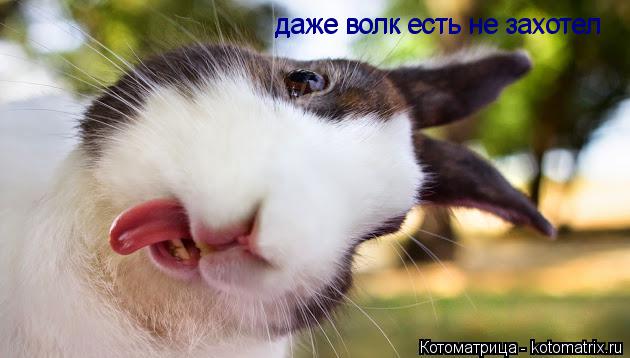 даже волк есть не захотел даже волк есть не захотел... Котоматрица: даже волк есть не захотел даже волк есть не захотел