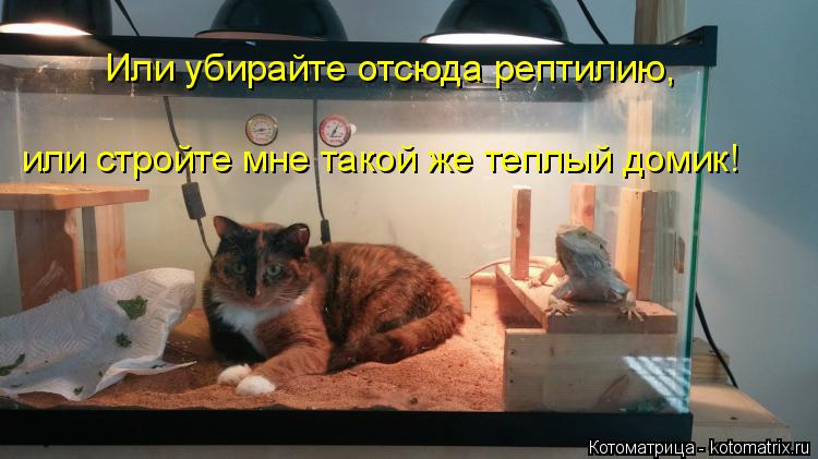 Или убирайте отсюда рептилию, или стройте мне такой же теплый домик!... Котоматрица: Или убирайте отсюда рептилию, или стройте мне такой же теплый домик!