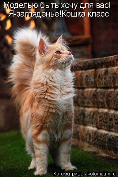 Моделью быть хочу для вас! Я-загляденье!Кошка класс!... Котоматрица: Моделью быть хочу для вас! Я-загляденье!Кошка класс!