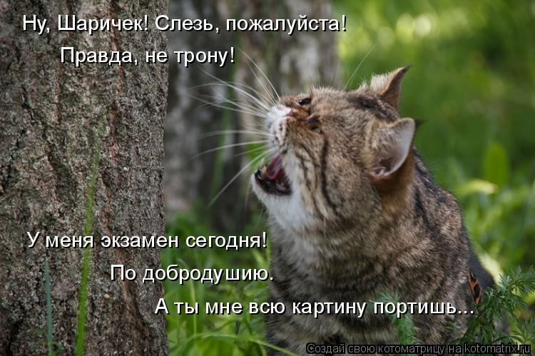 Котоматрица: Ну, Шаричек! Слезь, пожалуйста! Правда, не трону! У меня экзамен сегодня!  По добродушию. А ты мне всю картину портишь...