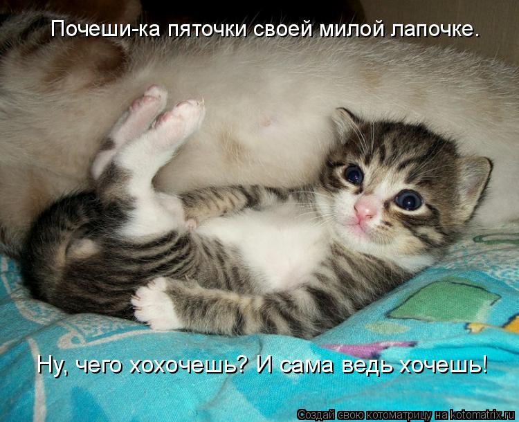 Почеши-ка пяточки своей милой лапочке. Ну, чего хохочешь? И сама ведь хочешь!... Котоматрица: Почеши-ка пяточки своей милой лапочке. Ну, чего хохочешь? И сама ведь хочешь!