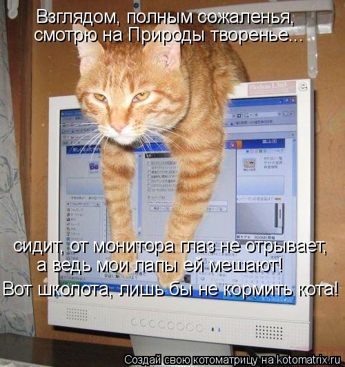 Взглядом, полным сожаленья, смотрю на Природы творенье... сидит, от монитора глаз не отрывает, а ве... Котоматрица: Взглядом, полным сожаленья, смотрю на Природы творенье... сидит, от монитора глаз не отрывает, а ведь мои лапы ей мешают! Вот школота, лишь бы