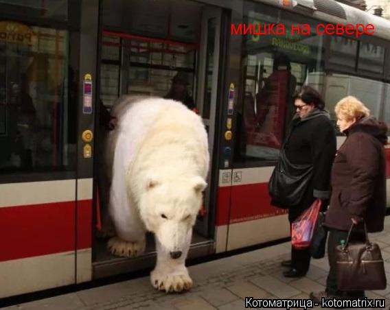 мишка на севере... Котоматрица: мишка на севере