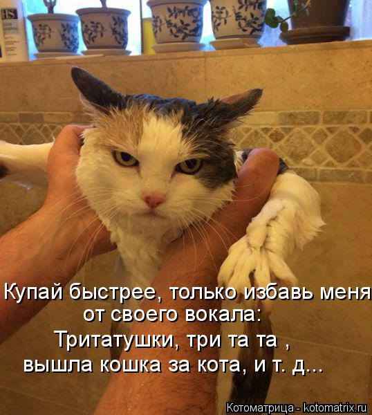 Купай быстрее, только избавь меня от своего вокала: Тритатушки, три та та , вышла кошка за кота, и т.... Котоматрица: Купай быстрее, только избавь меня от своего вокала: Тритатушки, три та та , вышла кошка за кота, и т. д...