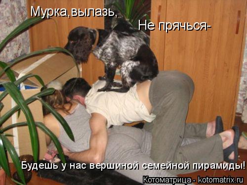 Мурка,вылазь, Не прячься- Будешь у нас вершиной семейной пирамиды!... Котоматрица: Мурка,вылазь, Не прячься- Будешь у нас вершиной семейной пирамиды!