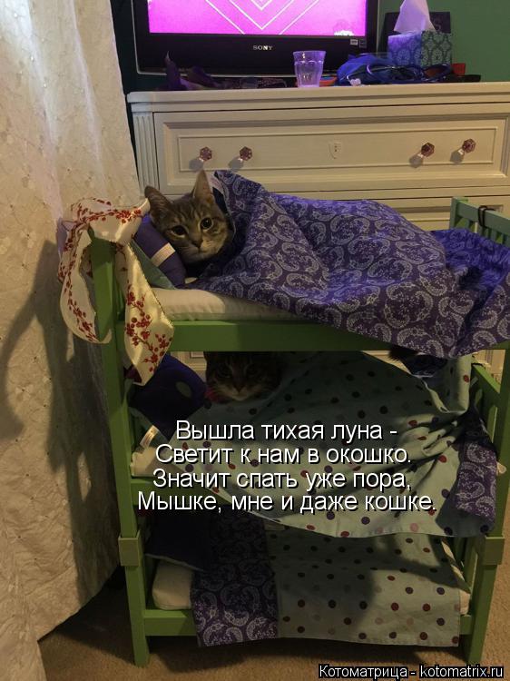 Вышла тихая луна - Светит к нам в окошко. Мышке, мне и даже кошке. Значит спать уже пора,... Котоматрица: Вышла тихая луна - Светит к нам в окошко. Мышке, мне и даже кошке. Значит спать уже пора,