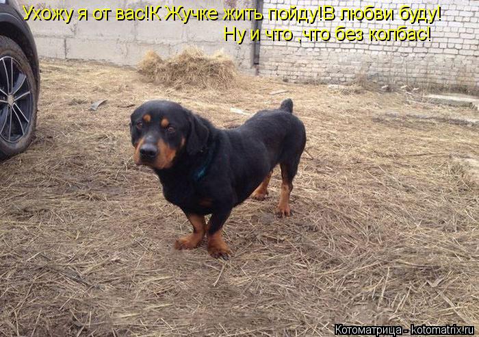 Ухожу я от вас!К Жучке жить пойду!В любви буду! Ну и что ,что без колбас!... Котоматрица: Ухожу я от вас!К Жучке жить пойду!В любви буду! Ну и что ,что без колбас!
