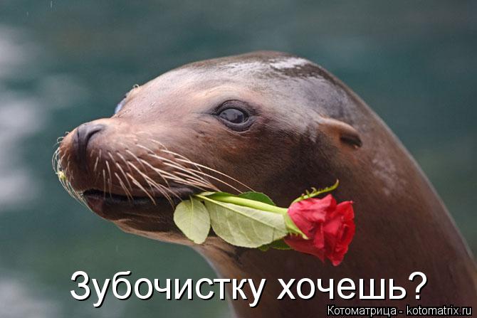 Зубочистку хочешь?... Котоматрица: Зубочистку хочешь?