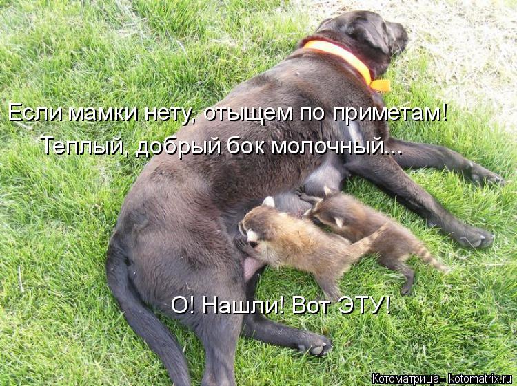 О! Нашли! Вот ЭТУ! Если мамки нету, отыщем по приметам! Теплый, добрый бок молочный...... Котоматрица: О! Нашли! Вот ЭТУ! Если мамки нету, отыщем по приметам! Теплый, добрый бок молочный...