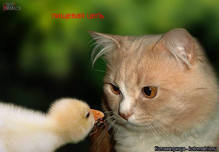 пищевая цепь... Котоматрица: пищевая цепь