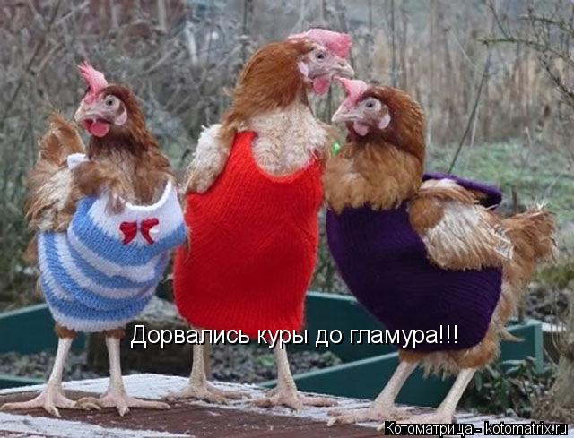 Дорвались куры до гламура!!!... Котоматрица: Дорвались куры до гламура!!!