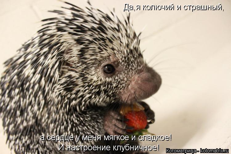 а сердце у меня мягкое и сладкое! И настроение клубничное! Да,я колючий и страшный,... Котоматрица: а сердце у меня мягкое и сладкое! И настроение клубничное! Да,я колючий и страшный,