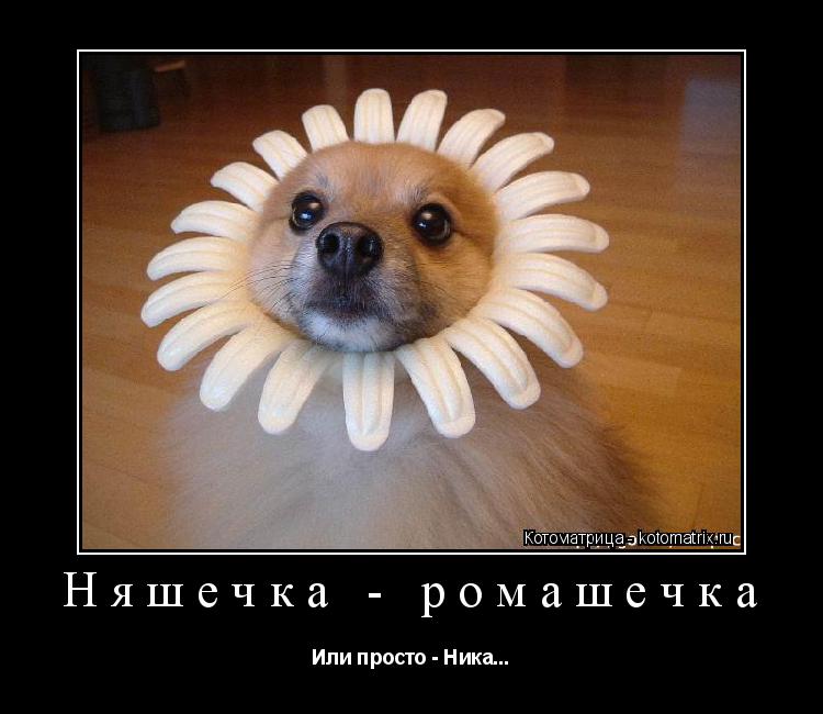 Няшечка - ромашечка Или просто - Ника...... Котоматрица: Няшечка - ромашечка Или просто - Ника...