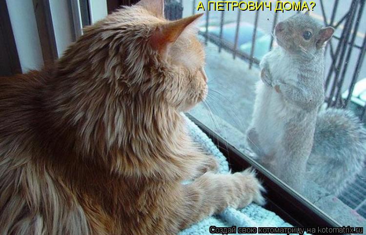А ПЕТРОВИЧ ДОМА?... Котоматрица: А ПЕТРОВИЧ ДОМА?