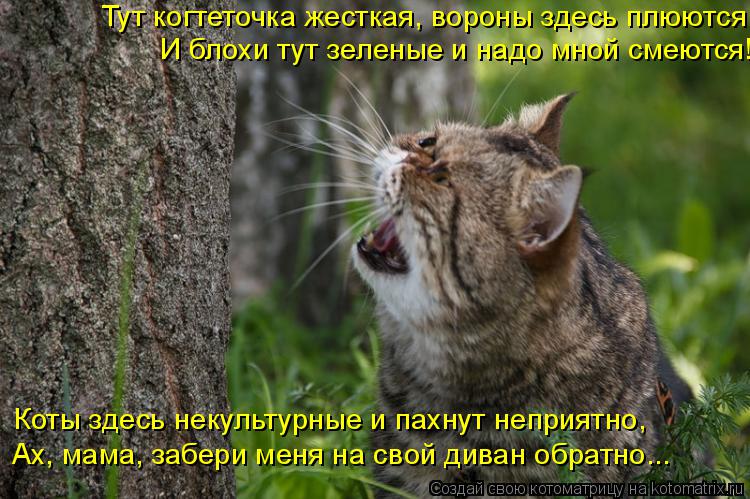 Тут когтеточка жесткая, вороны здесь плюются, И блохи тут зеленые и надо мной смеются! Коты здесь нек... Котоматрица: Тут когтеточка жесткая, вороны здесь плюются, И блохи тут зеленые и надо мной смеются! Коты здесь некультурные и пахнут неприятно, Ах, мама,