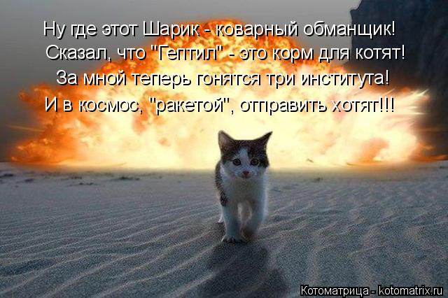 Сказал, что "Гептил" - это корм для котят! За мной теперь гонятся три института! Ну где этот Шарик - ... Котоматрица: Сказал, что "Гептил" - это корм для котят! За мной теперь гонятся три института! Ну где этот Шарик - коварный обманщик! И в космос, "ракетой", отп