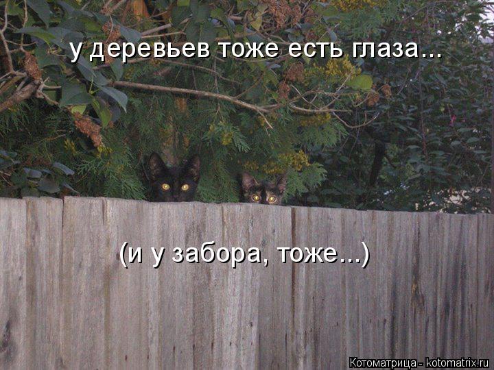 Котоматрица: у деревьев тоже есть глаза... (и у забора, тоже...)