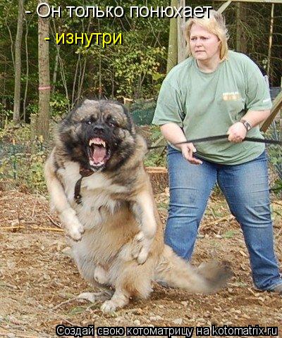 Котоматрица: - Он только понюхает - изнутри