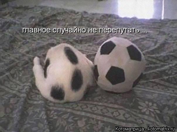 главное случайно не перепутать ...... Котоматрица: главное случайно не перепутать ...