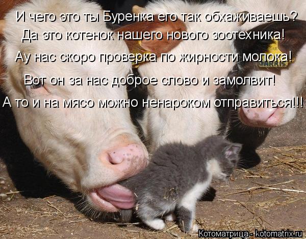 Да это котенок нашего нового зоотехника! Ау нас скоро проверка по жирности молока! Вот он за нас добр... Котоматрица: Да это котенок нашего нового зоотехника! Ау нас скоро проверка по жирности молока! Вот он за нас доброе слово и замолвит! И чего это ты Бурен
