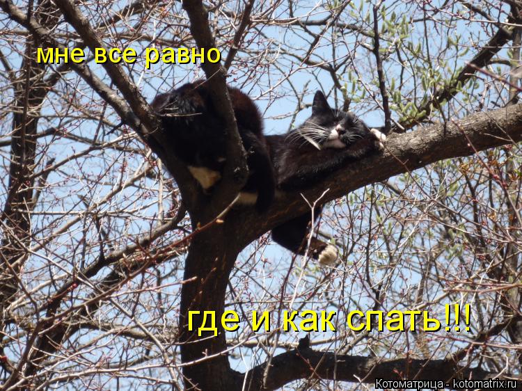 мне все равно где и как спать!!!... Котоматрица: мне все равно где и как спать!!!