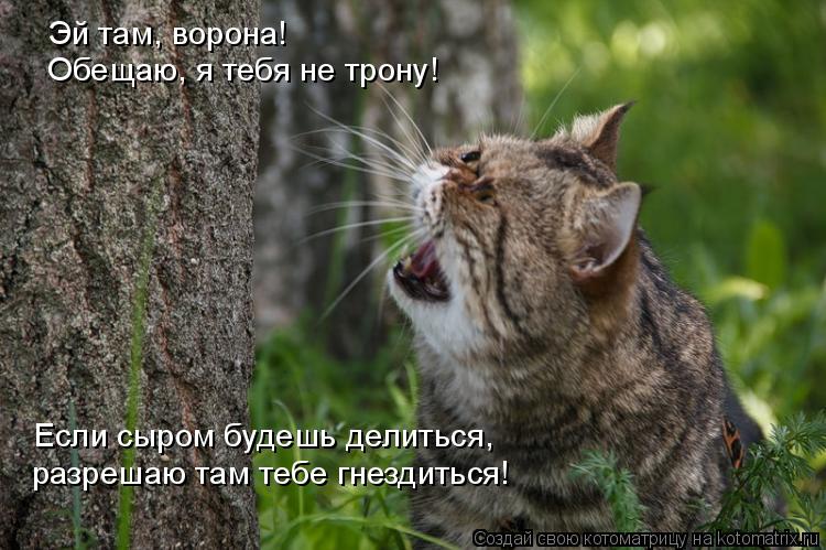 Эй там, ворона! Обещаю, я тебя не трону! Если сыром будешь делиться, разрешаю там тебе гнездиться!... Котоматрица: Эй там, ворона! Обещаю, я тебя не трону! Если сыром будешь делиться, разрешаю там тебе гнездиться!