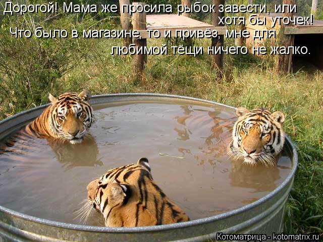 Дорогой! Мама же просила рыбок завести, или хотя бы уточек! любимой тёщи ничего не жалко. Что было в... Котоматрица: Дорогой! Мама же просила рыбок завести, или хотя бы уточек! любимой тёщи ничего не жалко. Что было в магазине, то и привёз, мне для