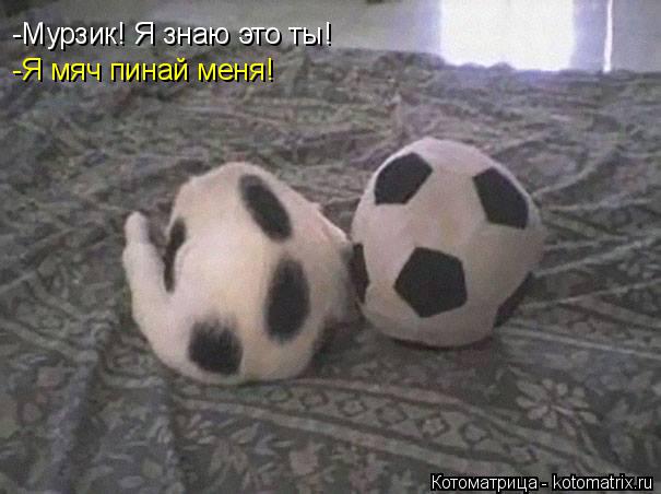 Котоматрица: -Мурзик! Я знаю это ты! -Я мяч пинай меня!