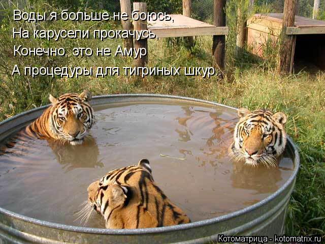 Котоматрица: Воды я больше не боюсь, На карусели прокачусь, Конечно, это не Амур А процедуры для тигриных шкур..