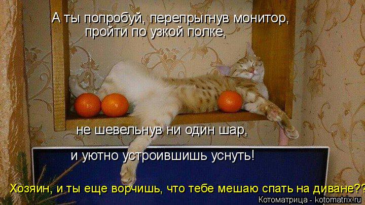 Котоматрица: А ты попробуй, перепрыгнув монитор, и уютно устроившишь уснуть! пройти по узкой полке, не шевельнув ни один шар, Хозяин, и ты еще ворчишь, что 