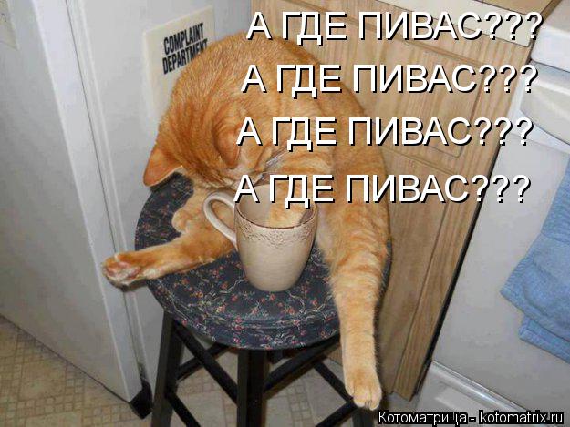 А ГДЕ ПИВАС??? А ГДЕ ПИВАС??? А ГДЕ ПИВАС??? А ГДЕ ПИВАС???... Котоматрица: А ГДЕ ПИВАС??? А ГДЕ ПИВАС??? А ГДЕ ПИВАС??? А ГДЕ ПИВАС???