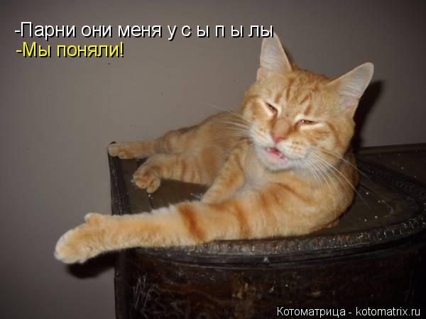 Котоматрица: -Парни они меня у с ы п ы лы -Мы поняли!