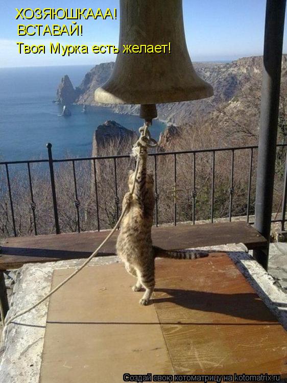 ХОЗЯЮШКААА! ВСТАВАЙ! Твоя Мурка есть желает!... Котоматрица: ХОЗЯЮШКААА! ВСТАВАЙ! Твоя Мурка есть желает!