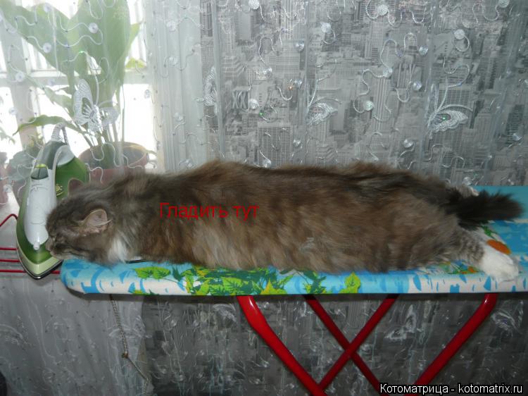 Котоматрица: Гладить тут