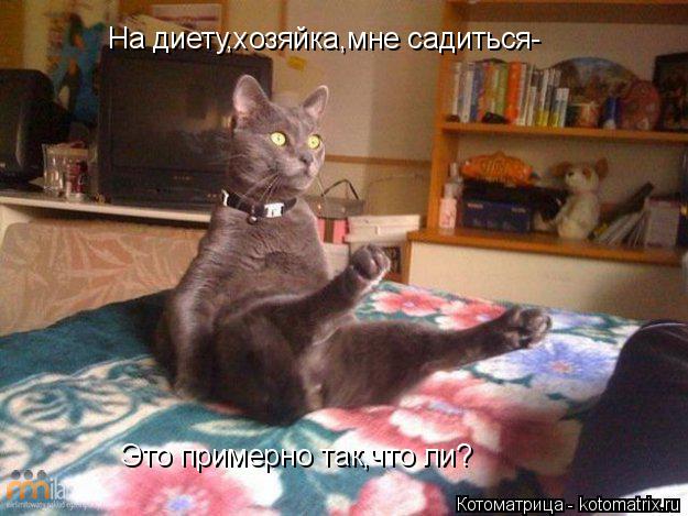 На диету,хозяйка,мне садиться- Это примерно так,что ли?... Котоматрица: На диету,хозяйка,мне садиться- Это примерно так,что ли?