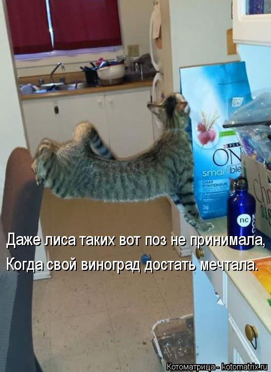 Даже лиса таких вот поз не принимала, Когда свой виноград достать мечтала.... Котоматрица: Даже лиса таких вот поз не принимала, Когда свой виноград достать мечтала.