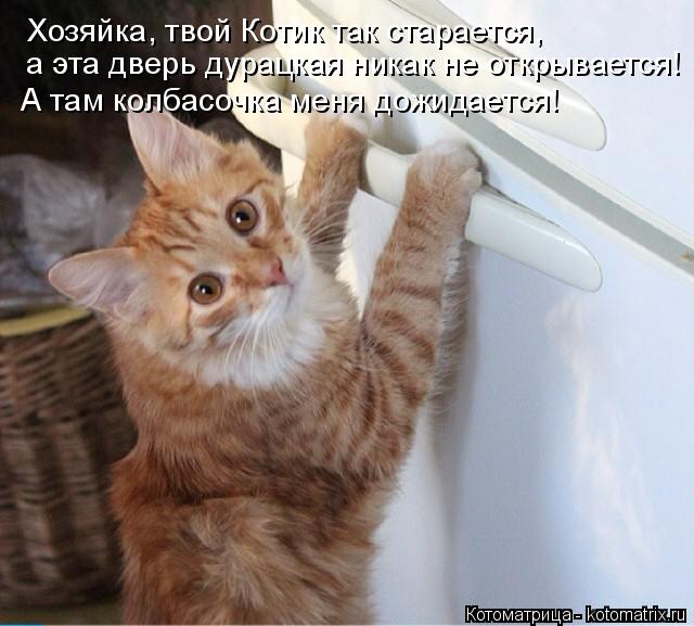 Котоматрица: а эта дверь дурацкая никак не открывается! Хозяйка, твой Котик так старается,  А там колбасочка меня дожидается!