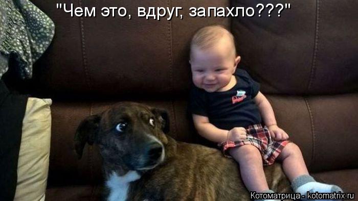 "Чем это, вдруг, запахло???"... Котоматрица: "Чем это, вдруг, запахло???"