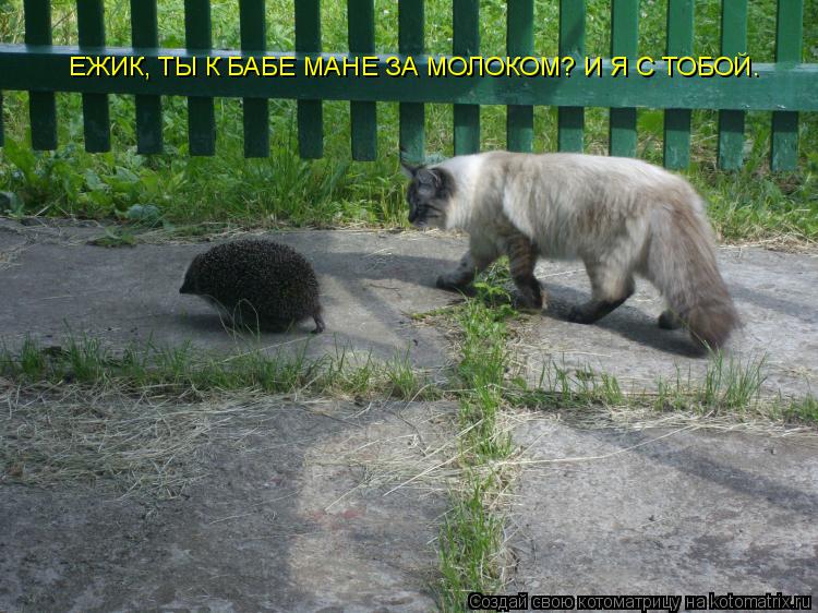 ЕЖИК, ТЫ К БАБЕ МАНЕ ЗА МОЛОКОМ? И Я С ТОБОЙ.... Котоматрица: ЕЖИК, ТЫ К БАБЕ МАНЕ ЗА МОЛОКОМ? И Я С ТОБОЙ.